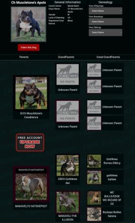 American pocket bully