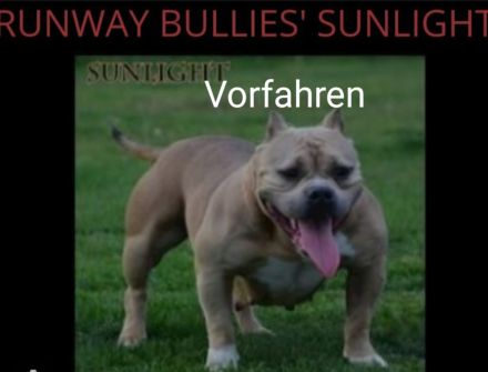 American pocket bully