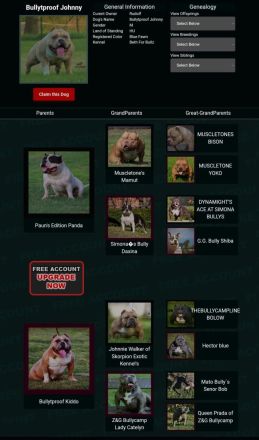 American pocket bully