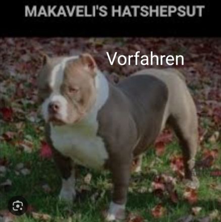 American pocket bully