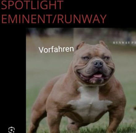 American pocket bully