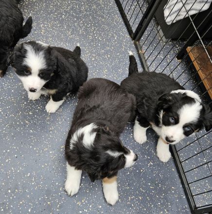 süsse knuffige Australian Shepherd Welpen mini