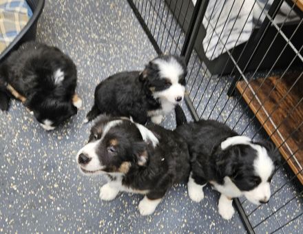 süsse knuffige Australian Shepherd Welpen mini