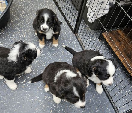 süsse knuffige Australian Shepherd Welpen mini