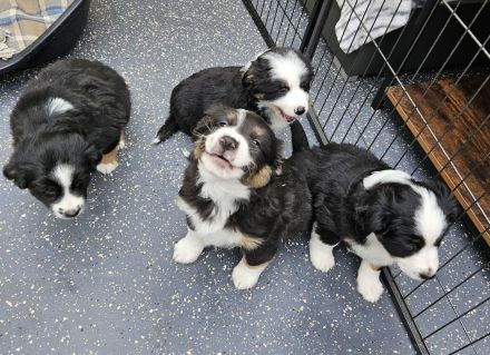 süsse knuffige Australian Shepherd Welpen mini
