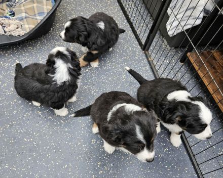 süsse knuffige Australian Shepherd Welpen mini