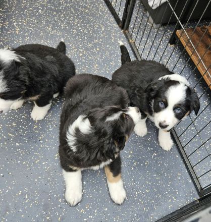 süsse knuffige Australian Shepherd Welpen mini