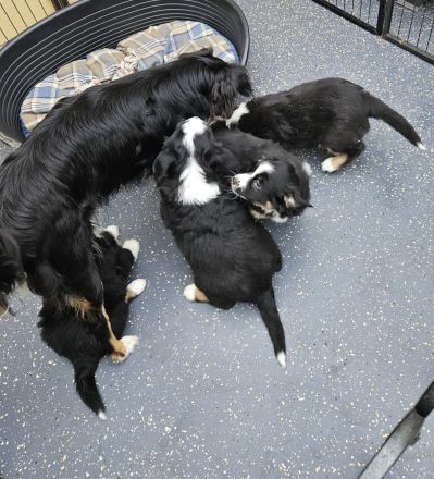 süsse knuffige Australian Shepherd Welpen mini