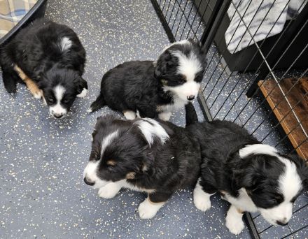 süsse knuffige Australian Shepherd Welpen mini
