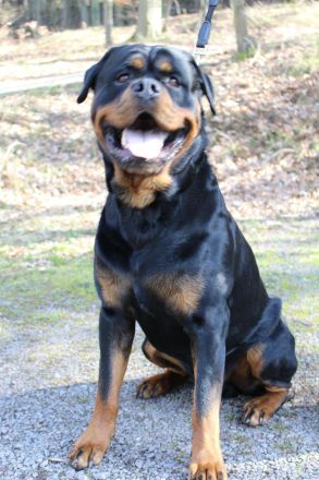 Rottweiler Deckrüde