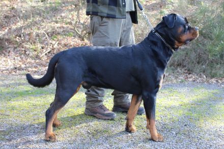 Rottweiler Deckrüde