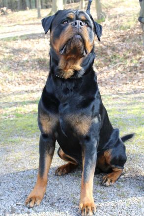 Rottweiler Deckrüde