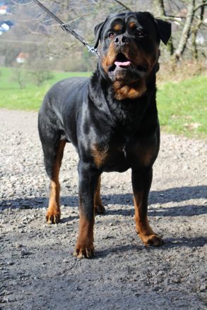 Rottweiler Deckrüde