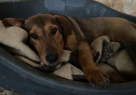 Nasso, geb. ca. 05/2024, lebt in GRIECHENLAND, auf einer privaten Pflegestelle