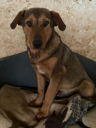 Nasso, geb. ca. 05/2024, lebt in GRIECHENLAND, auf einer privaten Pflegestelle