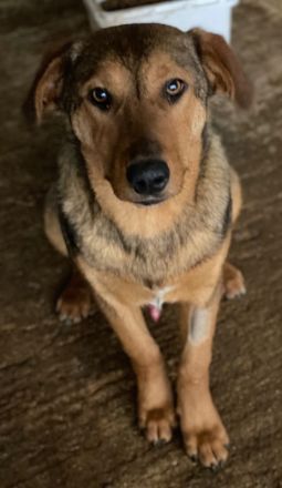 Nasso, geb. ca. 05/2024, lebt in GRIECHENLAND, auf einer privaten Pflegestelle