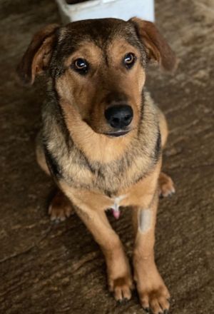 Nasso, geb. ca. 05/2024, lebt in GRIECHENLAND, auf einer privaten Pflegestelle