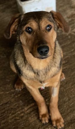 Nasso, geb. ca. 05/2024, lebt in GRIECHENLAND, auf einer privaten Pflegestelle