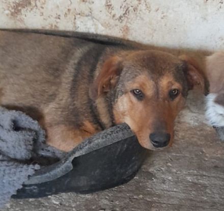 Nasso, geb. ca. 05/2024, lebt in GRIECHENLAND, auf einer privaten Pflegestelle