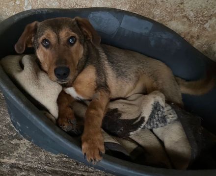 Nasso, geb. ca. 05/2024, lebt in GRIECHENLAND, auf einer privaten Pflegestelle