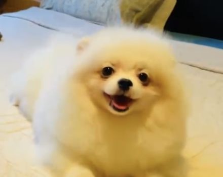 Reinrassige Pomeranian Zwergspitz Welpen