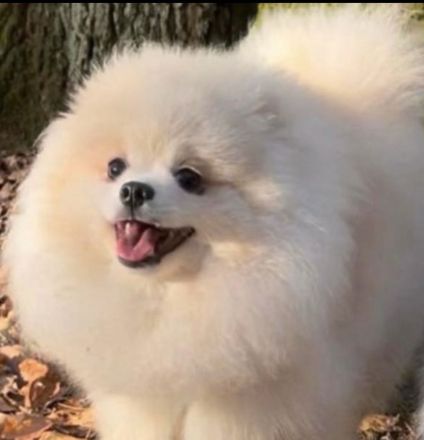Reinrassige Pomeranian Zwergspitz Welpen