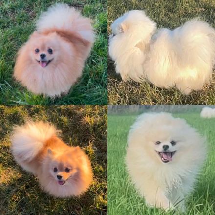 Reinrassige Pomeranian Zwergspitz Welpen