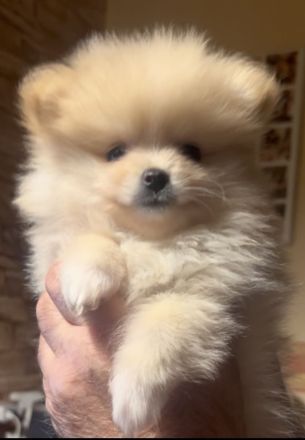 Reinrassige Pomeranian Zwergspitz Welpen
