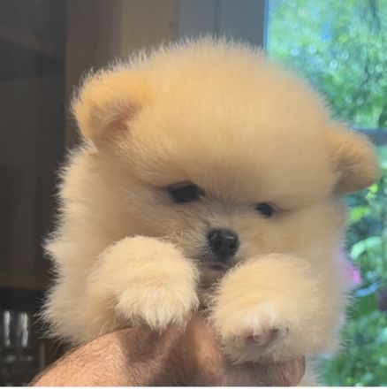 Reinrassige Pomeranian Zwergspitz Welpen