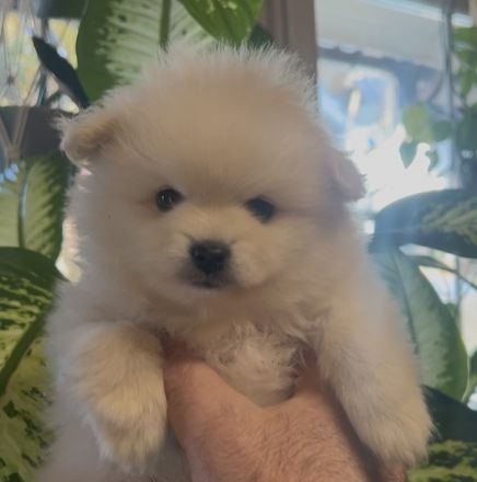 Reinrassige Pomeranian Zwergspitz Welpen
