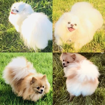 Reinrassige Pomeranian Zwergspitz Welpen