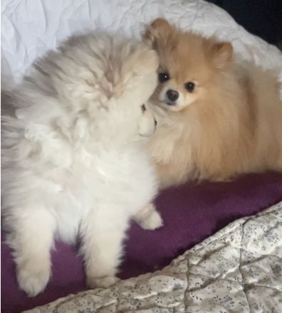 Reinrassige Pomeranian Zwergspitz Welpen
