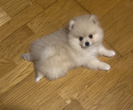 Reinrassige Pomeranian Zwergspitz Welpen