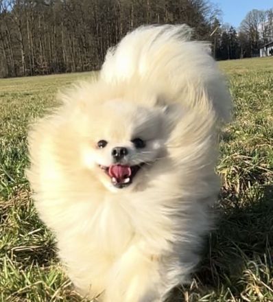 Reinrassige Pomeranian Zwergspitz Welpen
