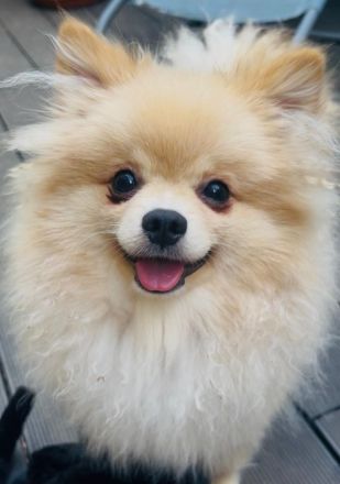 Reinrassige Pomeranian Zwergspitz Welpen