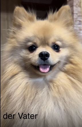 Reinrassige Pomeranian Zwergspitz Welpen