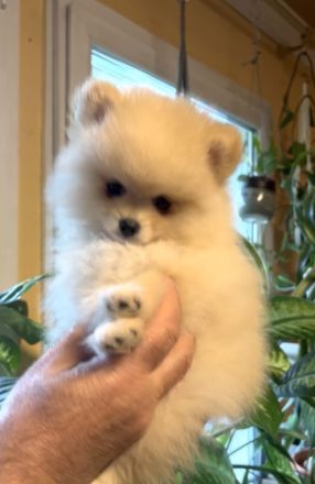 Reinrassige Pomeranian Zwergspitz Welpen