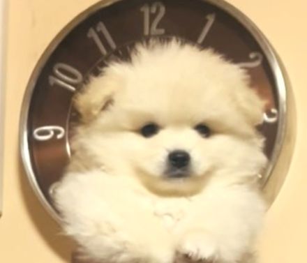 Reinrassige Pomeranian Zwergspitz Welpen