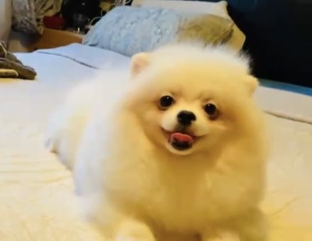 Reinrassige Pomeranian Zwergspitz Welpen