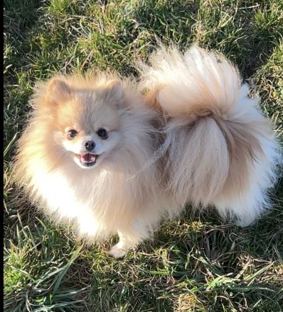 Reinrassige Pomeranian Zwergspitz Welpen