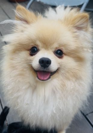 Reinrassige Pomeranian Zwergspitz Welpen