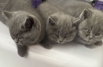 Deckkater mit Erfahrung