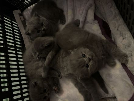 Deckkater mit Erfahrung