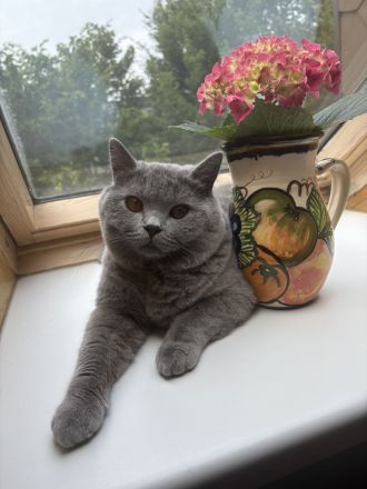 Deckkater mit Erfahrung