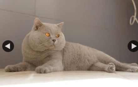 Deckkater mit Erfahrung