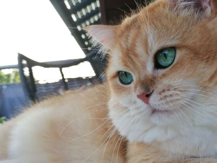 BKH Deckkater WCF Champion Black Flaxen Gold Ticked