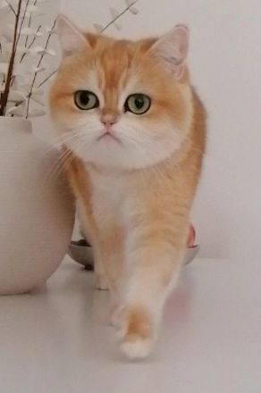 BKH Deckkater WCF Champion Black Flaxen Gold Ticked