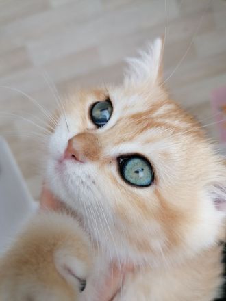 BKH Deckkater WCF Champion Black Flaxen Gold Ticked