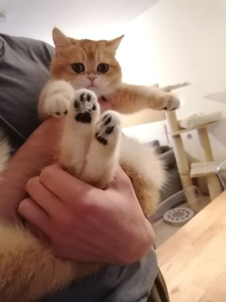 BKH Deckkater WCF Champion Black Flaxen Gold Ticked