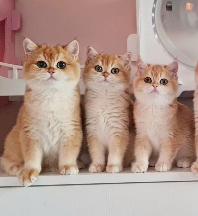 BKH Deckkater WCF Champion Black Flaxen Gold Ticked